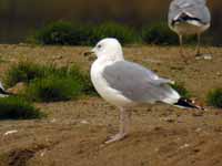 Goéland pontique Larus cachinnans