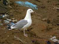 Goéland pontique Larus cachinnans