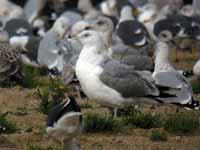 Goéland pontique Larus cachinnans