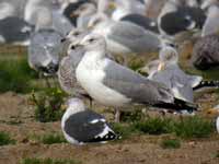 Goéland pontique Larus cachinnans