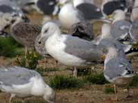 Goéland pontique Larus cachinnans