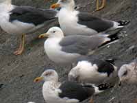 Goéland pontique Larus cachinnans