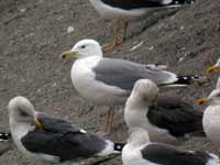 Goéland pontique Larus cachinnans