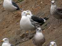 Goéland pontique Larus cachinnans