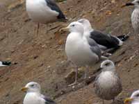 Goéland pontique Larus cachinnans