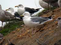 Goéland pontique Larus cachinnans