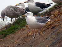 Goéland pontique Larus cachinnans