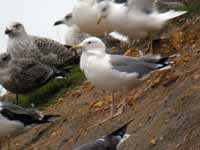 Goéland pontique Larus cachinnans