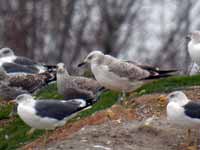 Goéland pontique Larus cachinnans