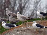 Goéland pontique Larus cachinnans