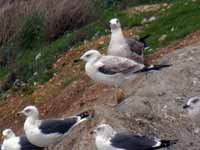 Goéland pontique Larus cachinnans