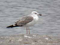 Goéland pontique Larus cachinnans