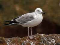 Goéland pontique Larus cachinnans