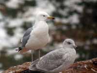 Goéland pontique Larus cachinnans