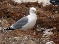 Goéland pontique Larus cachinnans