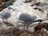 Goéland pontique Larus cachinnans