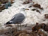 Goéland pontique Larus cachinnans