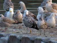 Goéland pontique Larus cachinnans PESC