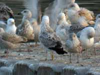 Goéland pontique Larus cachinnans PESC