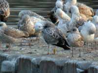 Goéland pontique Larus cachinnans PESC