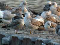 Goéland pontique Larus cachinnans PESC