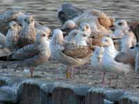 Goéland pontique Larus cachinnans PESC