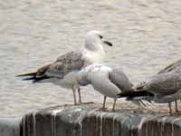 Goéland pontique Larus cachinnans