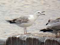 Goéland pontique Larus cachinnans