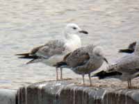 Goéland pontique Larus cachinnans