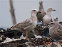 Goéland pontique Larus cachinnans PKXX