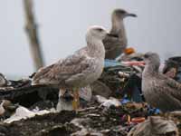 Goéland pontique Larus cachinnans PKXX