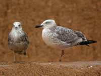 Goéland pontique Larus cachinnans PKXX