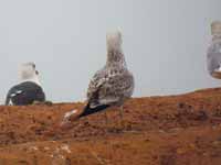 Goéland pontique Larus cachinnans PKXX