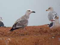 Goéland pontique Larus cachinnans PKXX