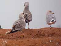 Goéland pontique Larus cachinnans PKXX