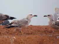 Goéland pontique Larus cachinnans PKXX