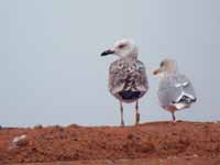 Goéland pontique Larus cachinnans PKXX