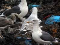 Goéland pontique Larus cachinnans