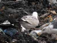 Goéland pontique Larus cachinnans