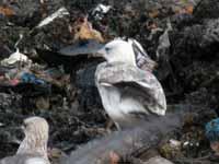 Goéland pontique Larus cachinnans