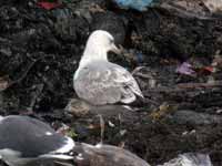 Goéland pontique Larus cachinnans