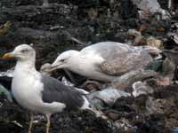 Goéland pontique Larus cachinnans