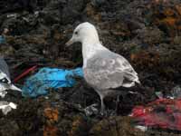 Goéland pontique Larus cachinnans