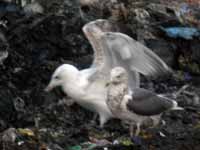 Goéland pontique Larus cachinnans