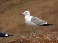 Goéland pontique Larus cachinnans