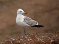 Goéland pontique Larus cachinnans