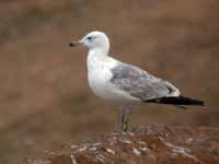 Goéland pontique Larus cachinnans