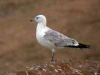 Goéland pontique Larus cachinnans