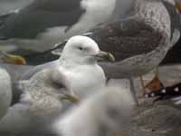 Goéland pontique Larus cachinnans