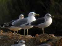 Goéland pontique Larus cachinnans